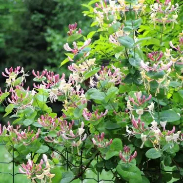 Op ad stolper og ned ad vægge